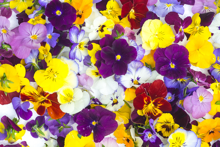 Edible Pansies and 7 Other Edible Flowers for Chefs to Use, Blog